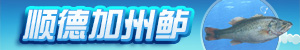 顺德加州鲈
